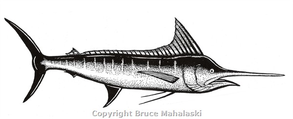 019 - Striped Marlin Picture